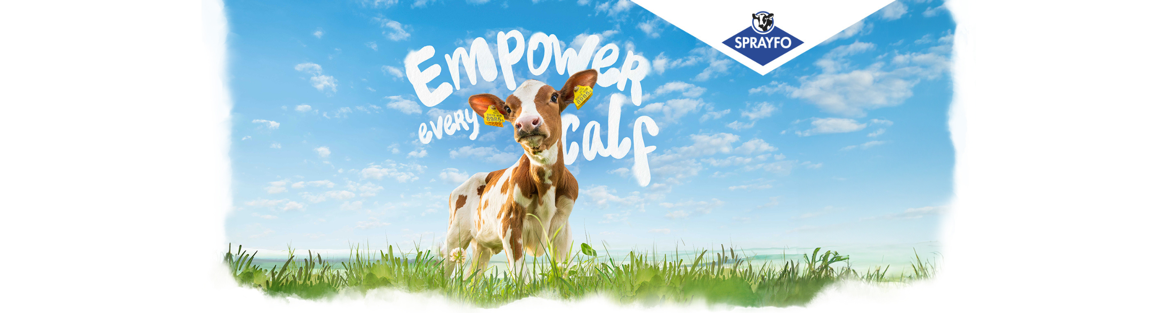 Calf in a field with the title Empower every calf